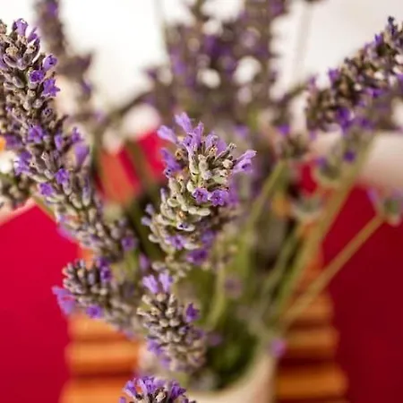 Apartament Maslina - Two Bedroom With Terrace And Garden View